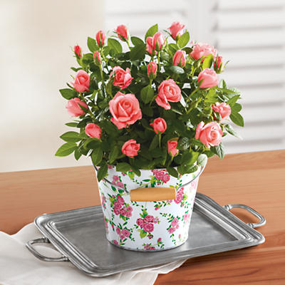 NEW 6" Mini Rose Garden Gift NEW 6" Mini Rose Garden Gift
