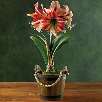 Cherry Crush Amaryllis - 26282