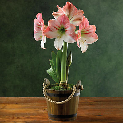 Apple Blossom Amaryllis - 26285