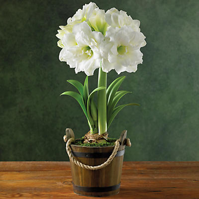 White Ruffle Amaryllis - 27447