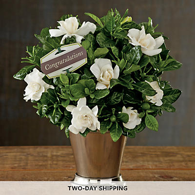 Pick Your Occasion Gardenia Gift - 27474