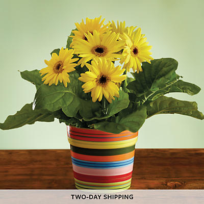 Birthday Gerbera Daisy Gift - 27099