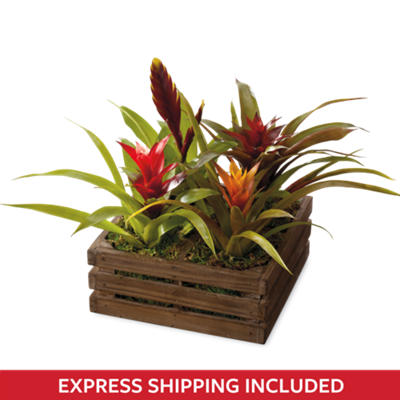 Tropical Plant Gift Tropical Plant Gift
