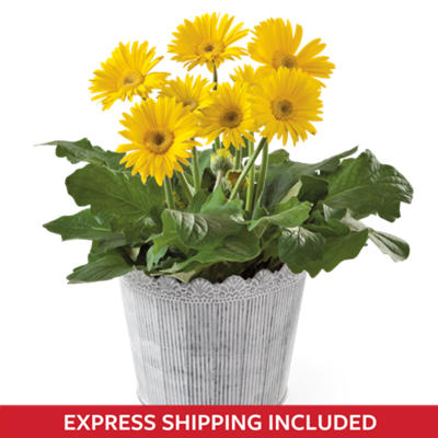 Gerbera Daisy Plant Gift Gerbera Daisy Plant Gift