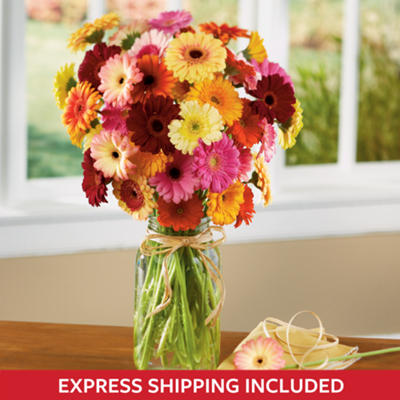 Gerbera Daisy Bouquet Gerbera Daisy Bouquet