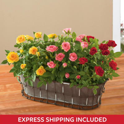 Mother's Day Mini Rose Plant Gift Mother's Day Mini Rose Plant Gift