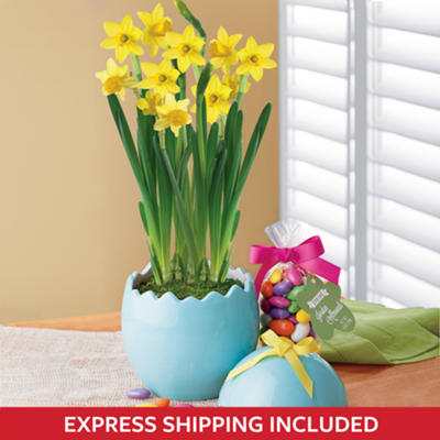 Easter Daffodil Garden Gift Easter Daffodil Garden Gift