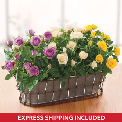 Mini Roses Plant Gift Mini Roses Plant Gift