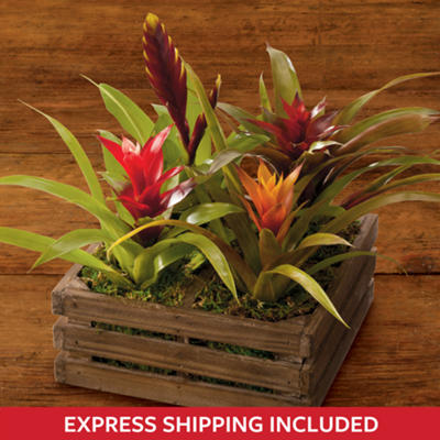 Tropical Plant Gift Tropical Plant Gift