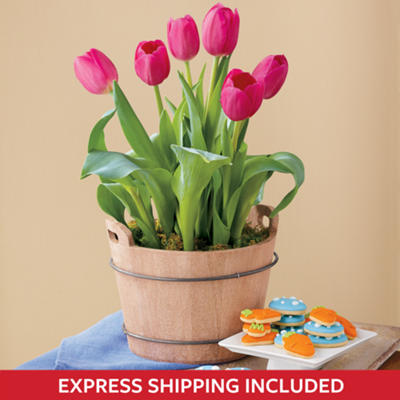 Pink Tulip Garden Gift Pink Tulip Garden Gift