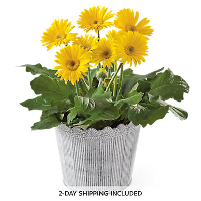 Gerbera Daisy Plant Gift Gerbera Daisy Plant Gift
