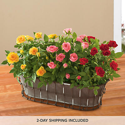 Mother's Day Mini Rose Plant Gift Mother's Day Mini Rose Plant Gift