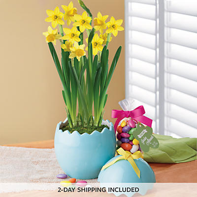 Easter Daffodil Garden Gift Easter Daffodil Garden Gift