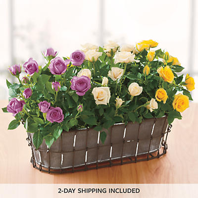 Mini Roses Plant Gift Mini Roses Plant Gift