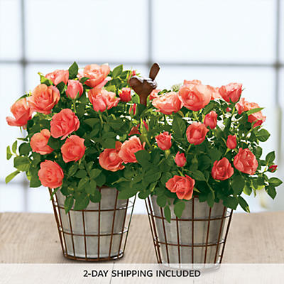 Coral Mini Rose Gift Coral Mini Rose Gift