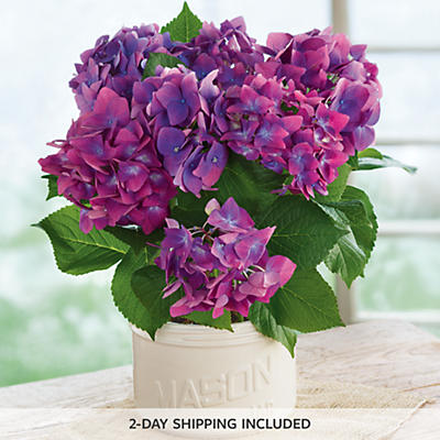 Purple Hydrangea Garden Gift Purple Hydrangea Garden Gift