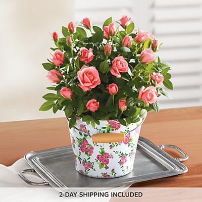 6" Mini Rose Garden Gift 6" Mini Rose Garden Gift