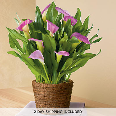 Spring Calla Lily Plant Gift Spring Calla Lily Plant Gift