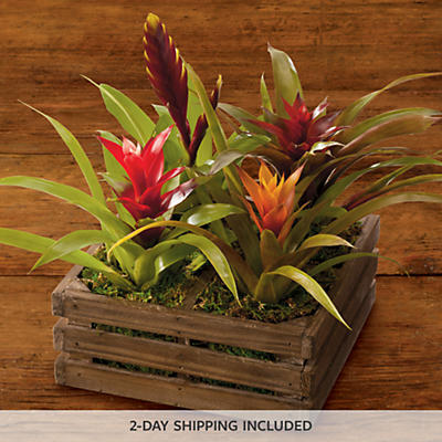 Tropical Plant Gift Tropical Plant Gift
