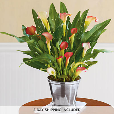 Calla Lily Plant Gift Calla Lily Plant Gift