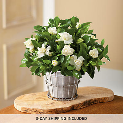 6" Gardenia Plant Gift 6" Gardenia Plant Gift