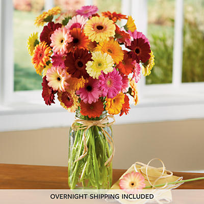 Gerbera Daisy Bouquet Gerbera Daisy Bouquet
