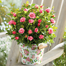 <span style=color:#bb0011>NEW</span> 6" Mini Rose Plant Gift