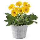 Gerbera Daisy Plant Gift
