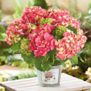 <span style=color:#bb0011>NEW</span> Hydrangea Plant Gift