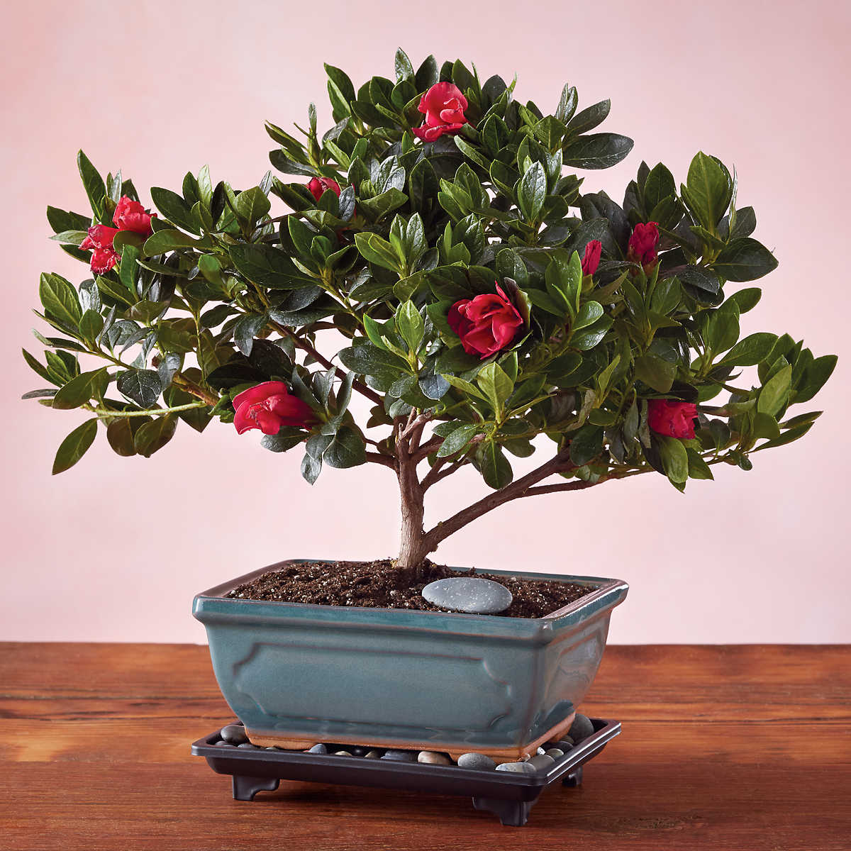 1540_29034-azalea-bonsai-tree-gift.jpg