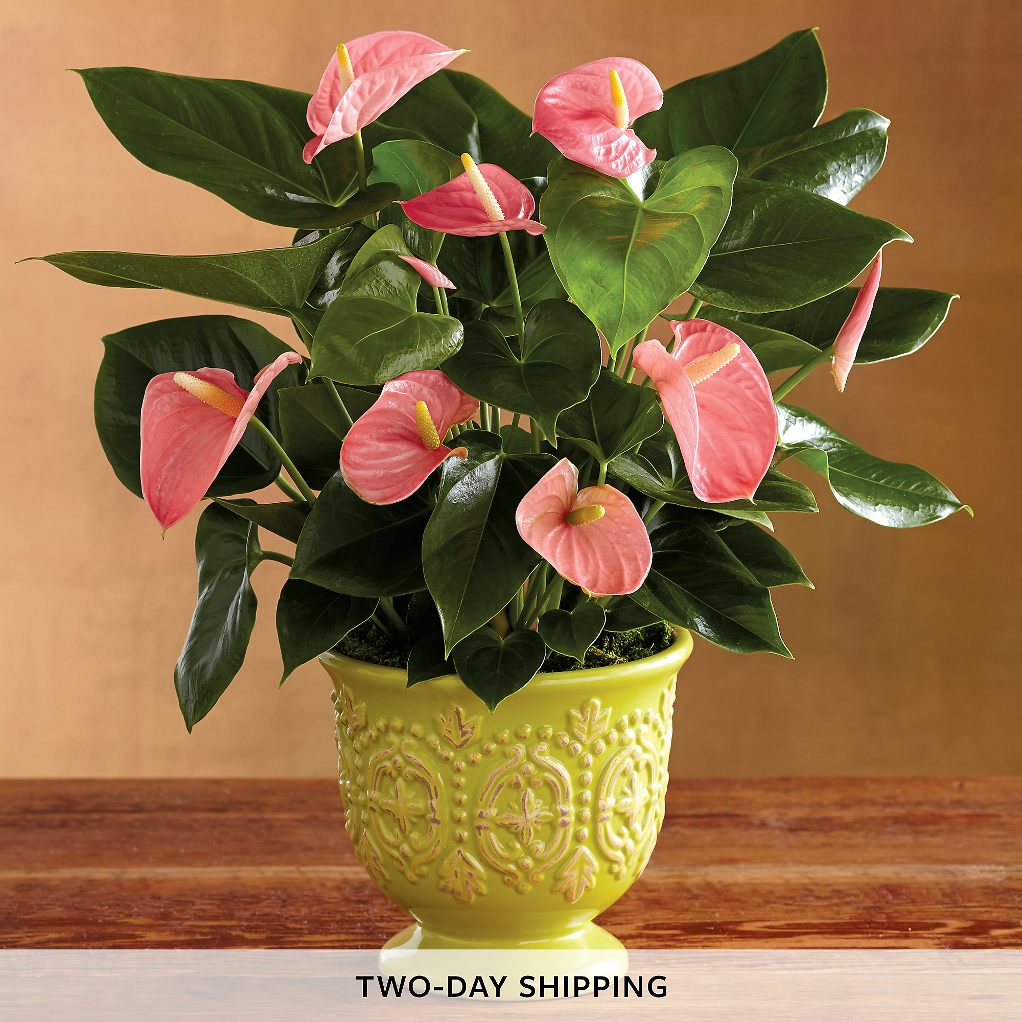 Pink Anthurium Plant | Order Tropical Flowers | Harry & David