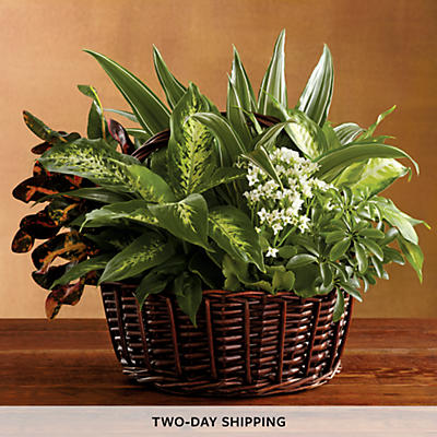 Sympathy Plant Basket | Sympathy Gifts | Harry & David